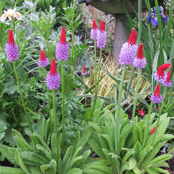 Primula vialii