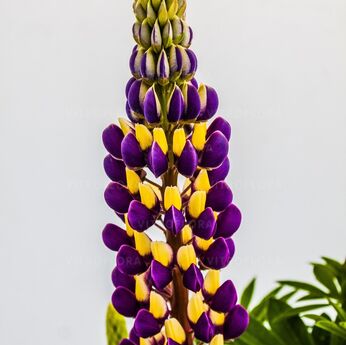 Tower Passionfruit