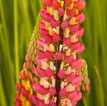 Tower Appleblossom