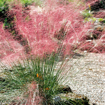 Muhlenbergia capillaris