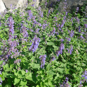 Nepeta racemosa