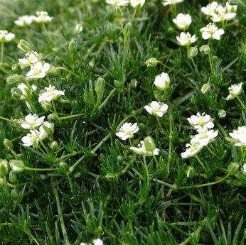 Green Moss