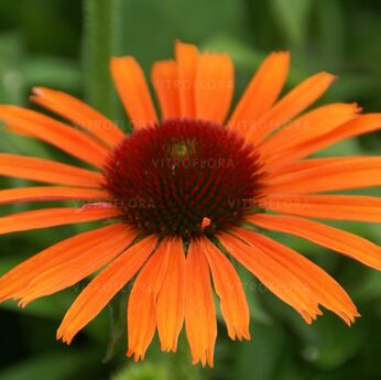 Skipper Orange