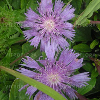 Stokesia leavis