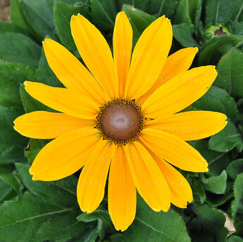 Sunbeckia® Victoria