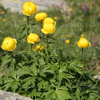 Trollius europaeus