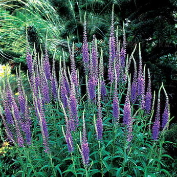 Veronica longifolia