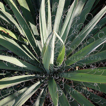 Yucca filamentosa