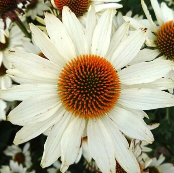Innocent Meadow Mama