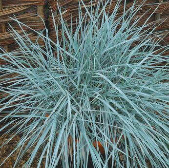 Elymus magellanicus