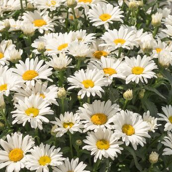 Sweet Daisy™ Christine