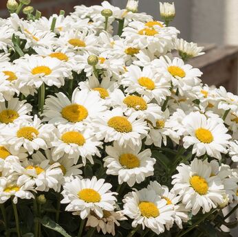 Sweet Daisy™ Jane