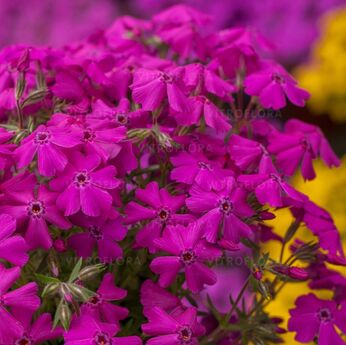 Spring® Hot Pink