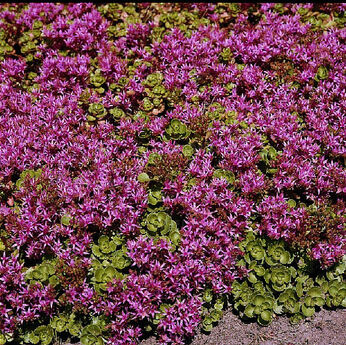 Sedum spurium var. coccineum