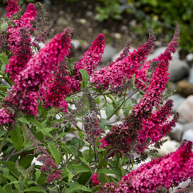 Walters Gardens, Inc.
