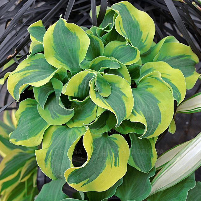 Walters Gardens Inc.