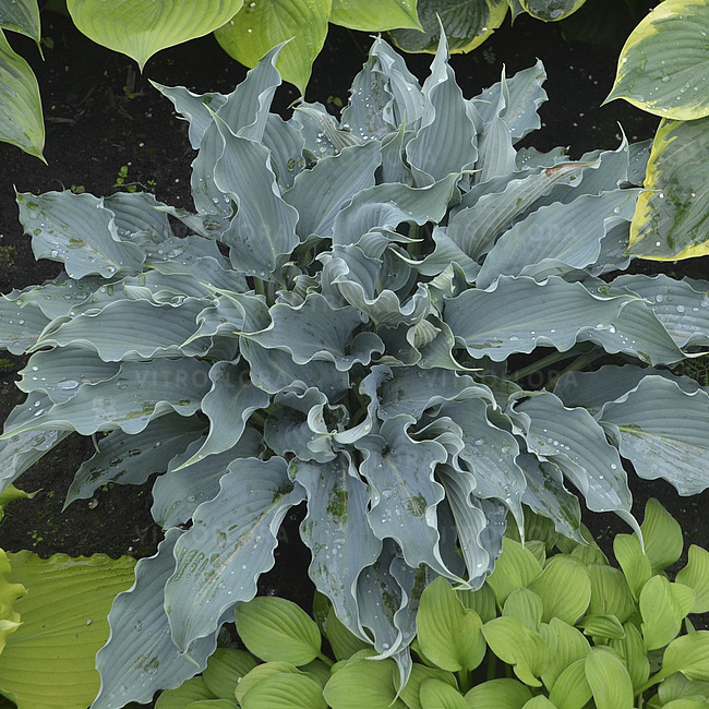 Walters Gardens Inc.