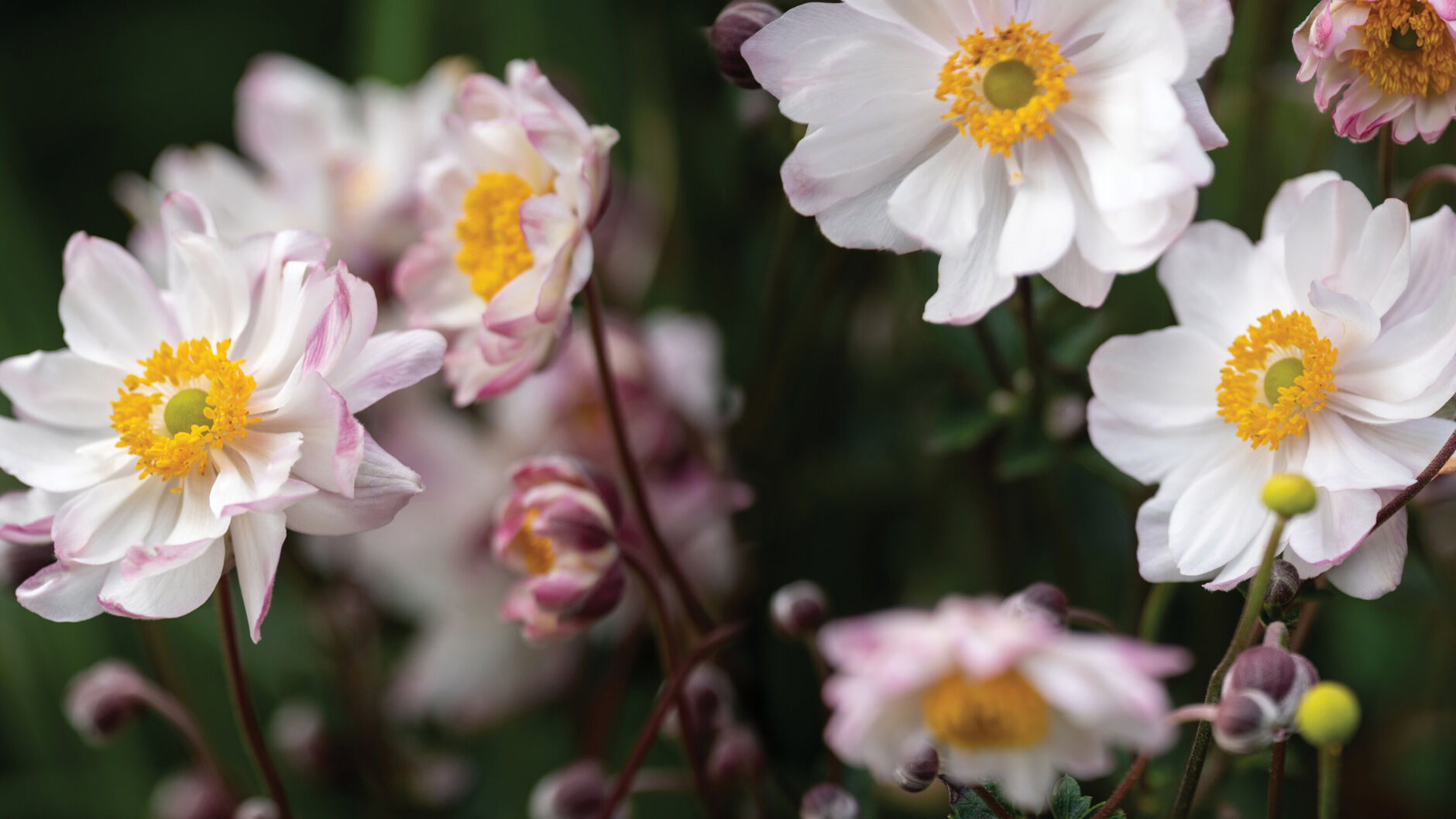 Perennials