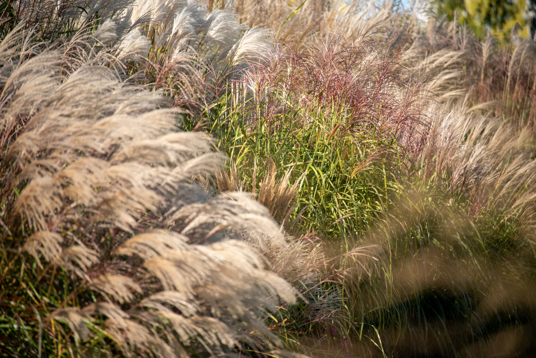 Ornamental grasses